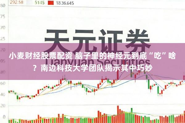 小麦财经股票配资 脑子里的神经元到底“吃”啥？南边科技大学团队揭示其中巧妙